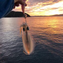 【舞鶴エリア】新子調査①