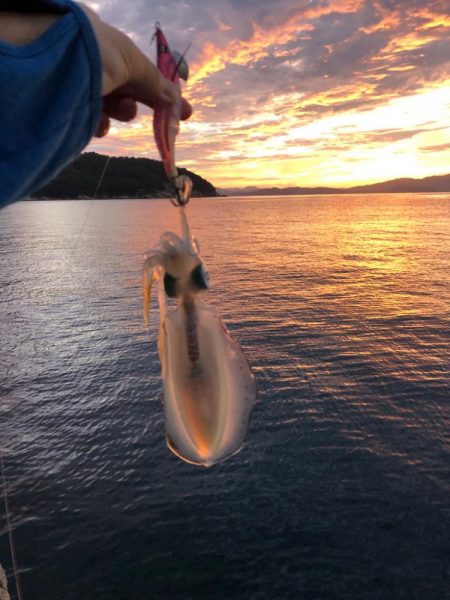 【舞鶴エリア】新子調査①