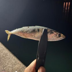 今までやってきたことの集大成