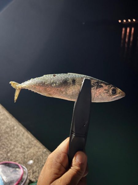 今までやってきたことの集大成