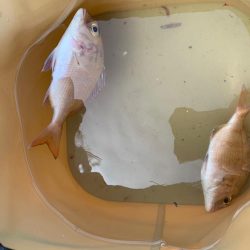 チャリコちゃん