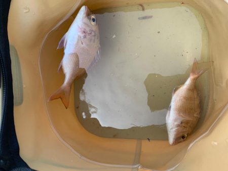 チャリコちゃん