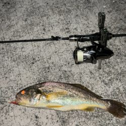 アジング五目釣り♪