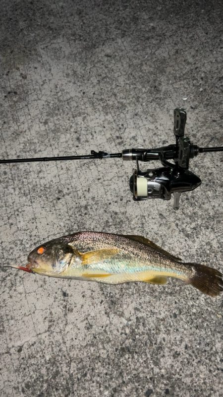 アジング五目釣り♪