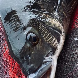 ヘチってきました