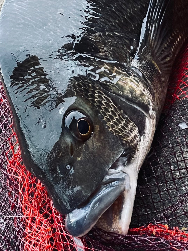 ヘチってきました