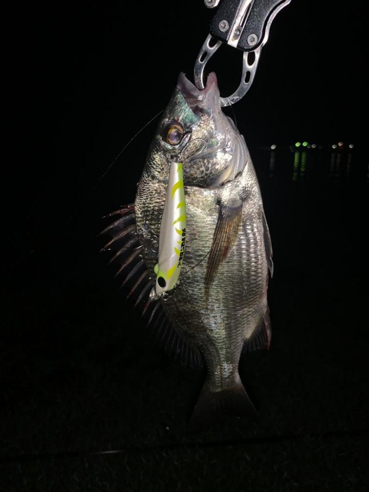 シーバス釣りたい•••