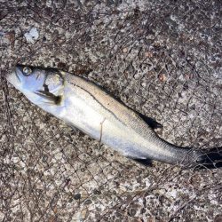 やっと、やっと来たシーバス