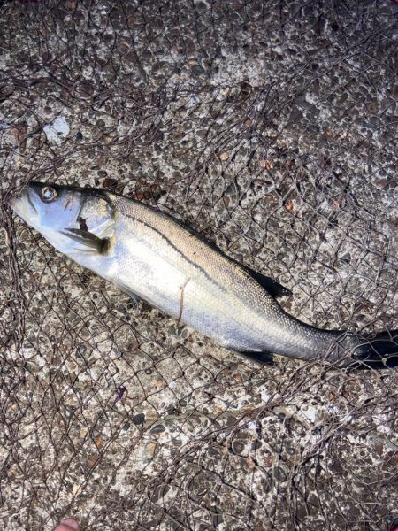 やっと、やっと来たシーバス