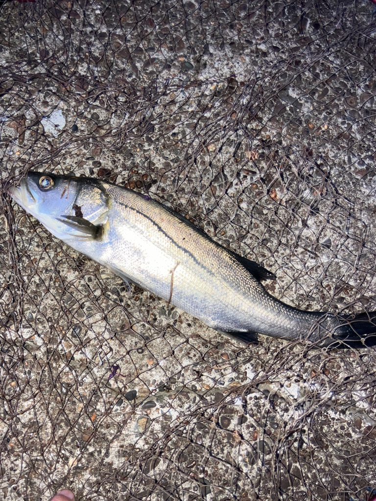 やっと、やっと来たシーバス