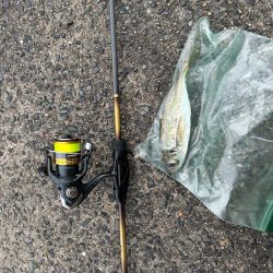 今日は違うエリアで朝マズメのアジング