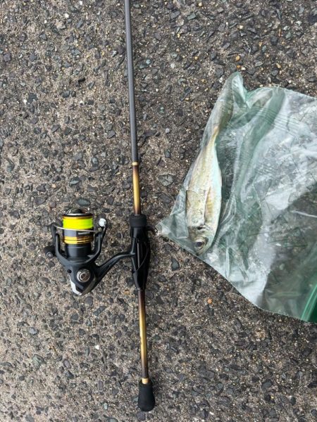 今日は違うエリアで朝マズメのアジング