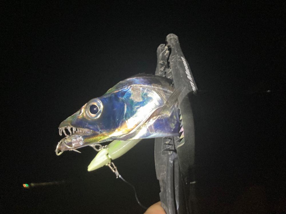 タチウオ