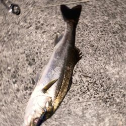 ♾️ナブラ発見…