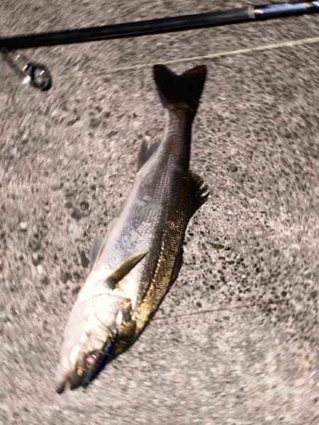 ♾️ナブラ発見…