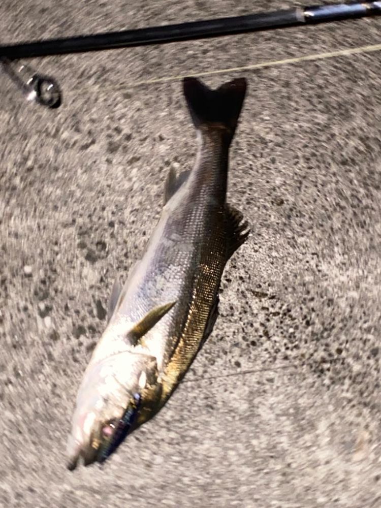 ♾️ナブラ発見!