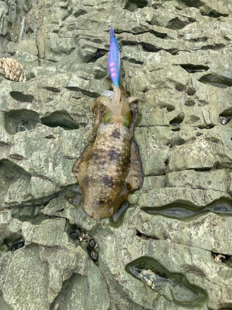 シュミレーション成功？失敗？どうなん