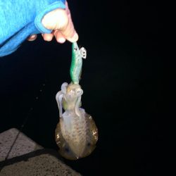 【伊根〜丹後エリア】小さくてかわいいサイズ…