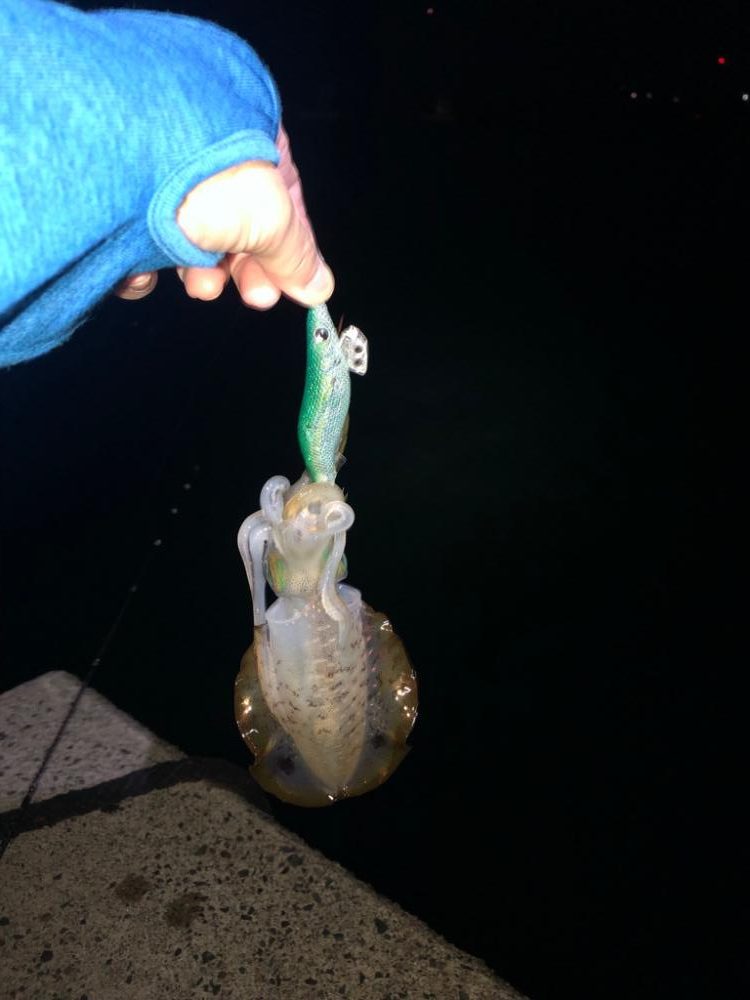 【伊根〜丹後エリア】小さくてかわいいサイズ。。