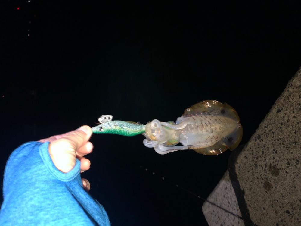 【伊根〜丹後エリア】小さくてかわいいサイズ…