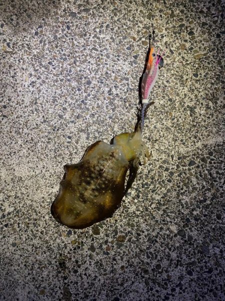 短時間エギング