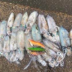 今年も早いし入れ食いだし