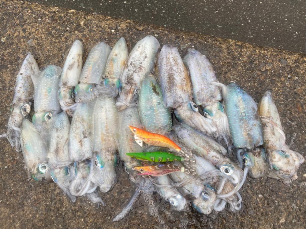 今年も早いし入れ食いだし