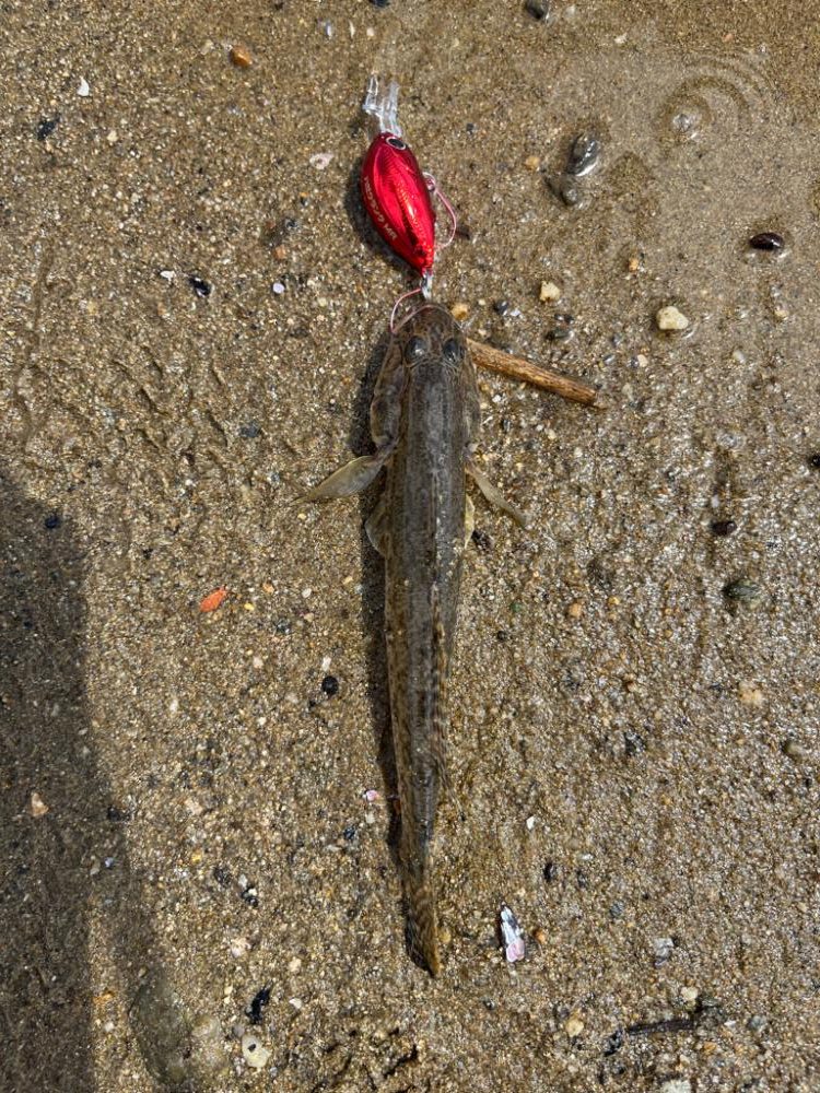 またまたハゼクラ！