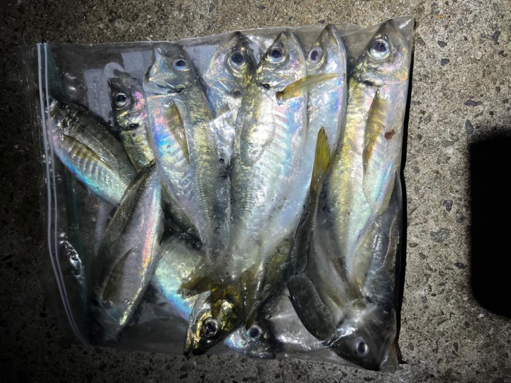 アジング🐟