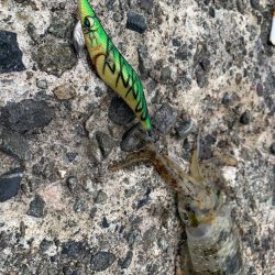 爆風の中のエギング