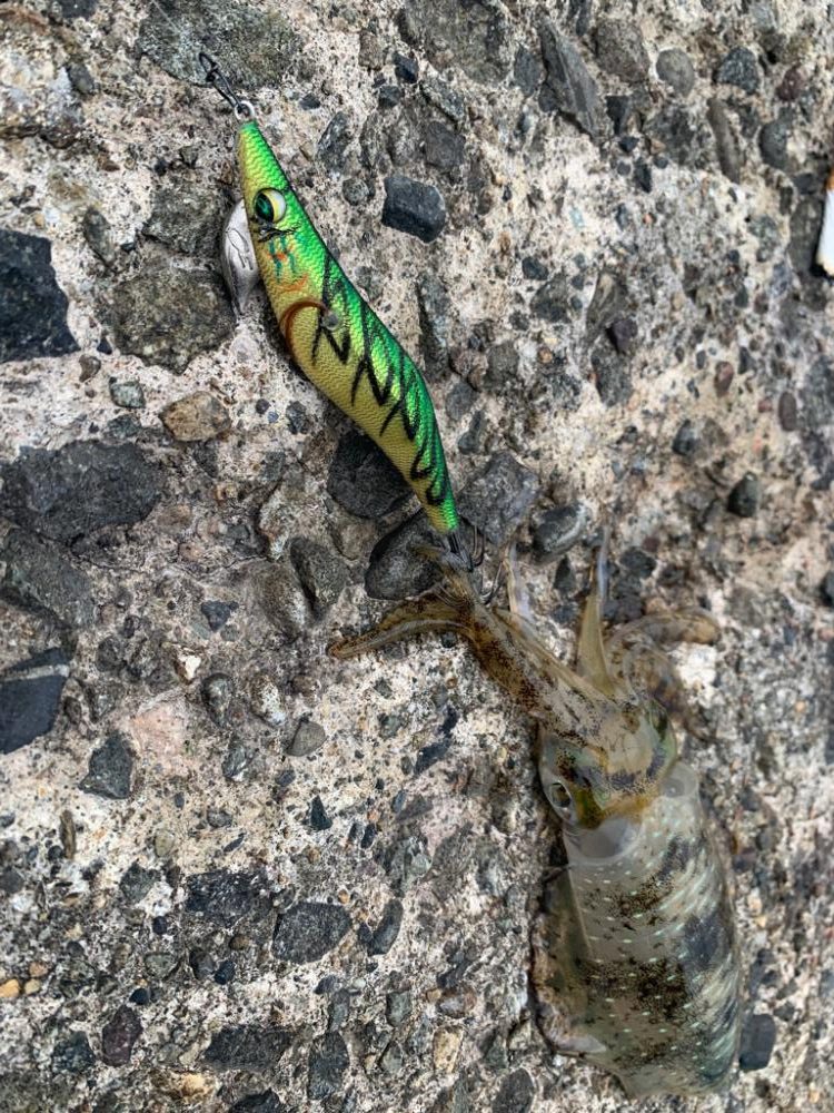 爆風の中のエギング