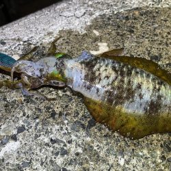 日本海エギング激渋！