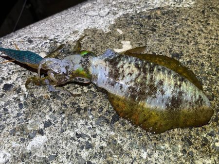 日本海エギング激渋！