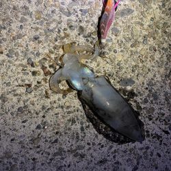 短時間エギング