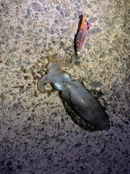 短時間エギング