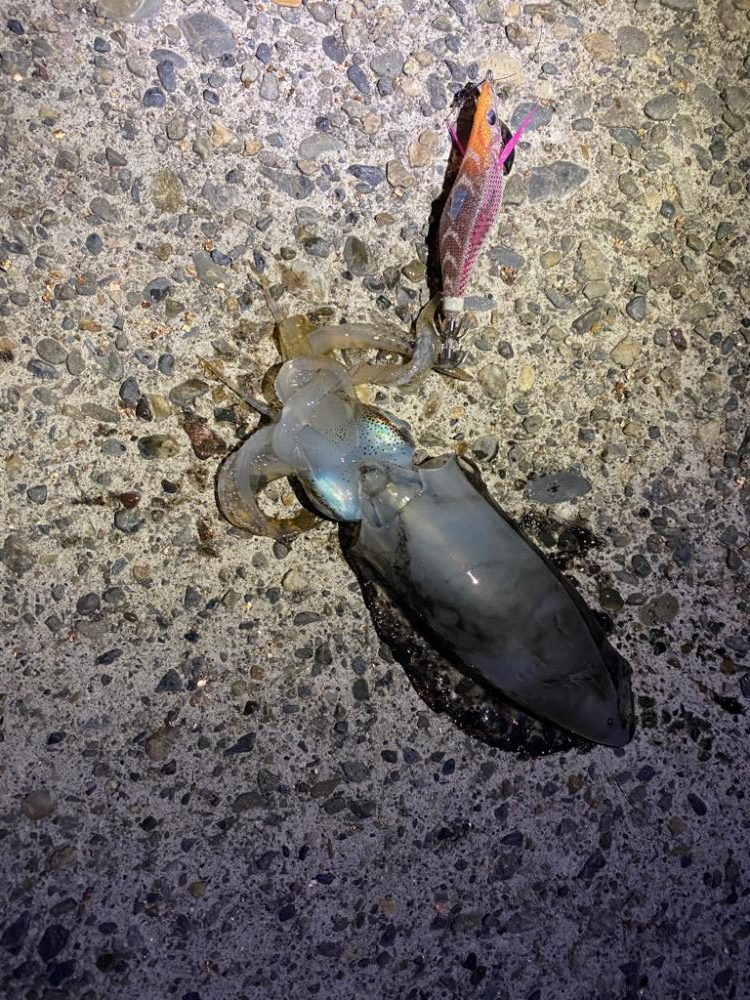 短時間エギング