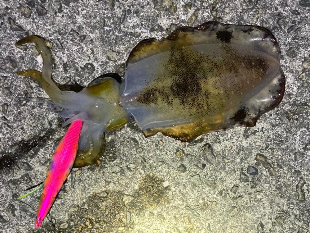 明石エギング釣行