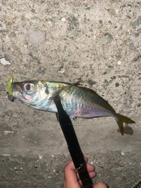 アジングシーズン！