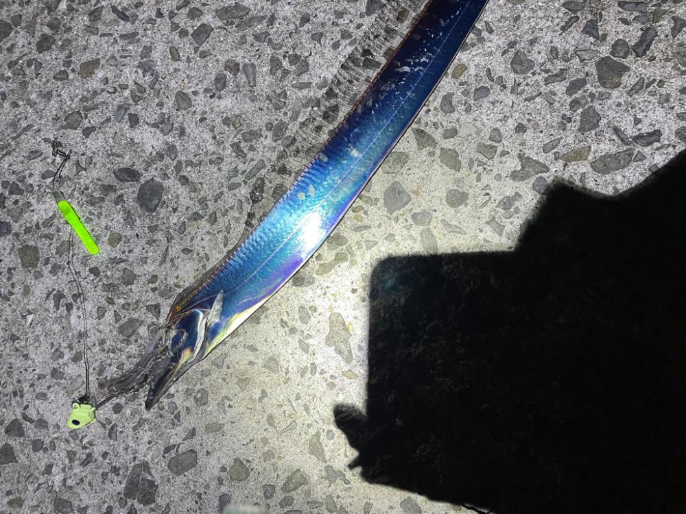 太刀魚調査