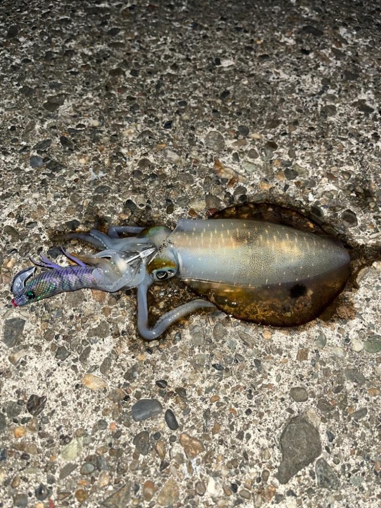 朝マズメ狙い打ちエギング