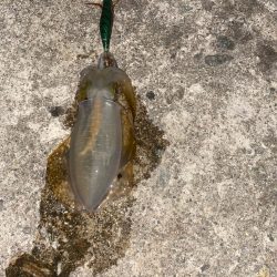 大きくなって来たアオリ