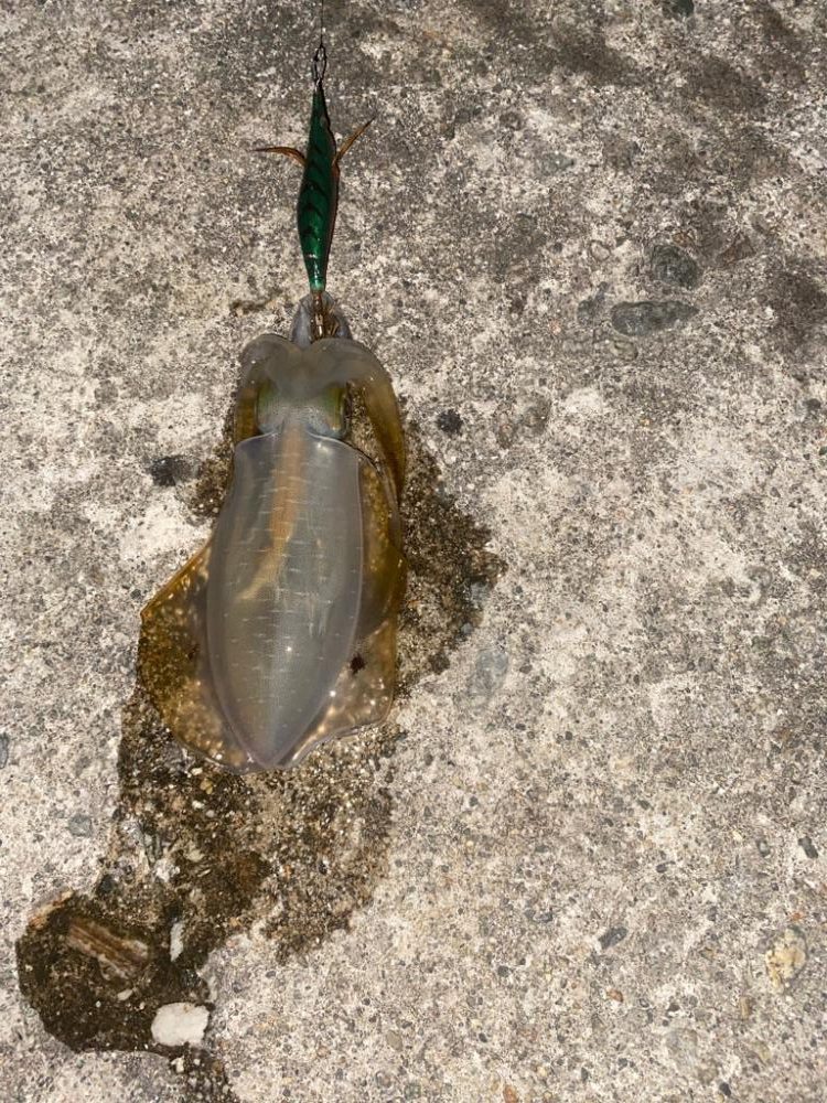 大きくなって来たアオリ