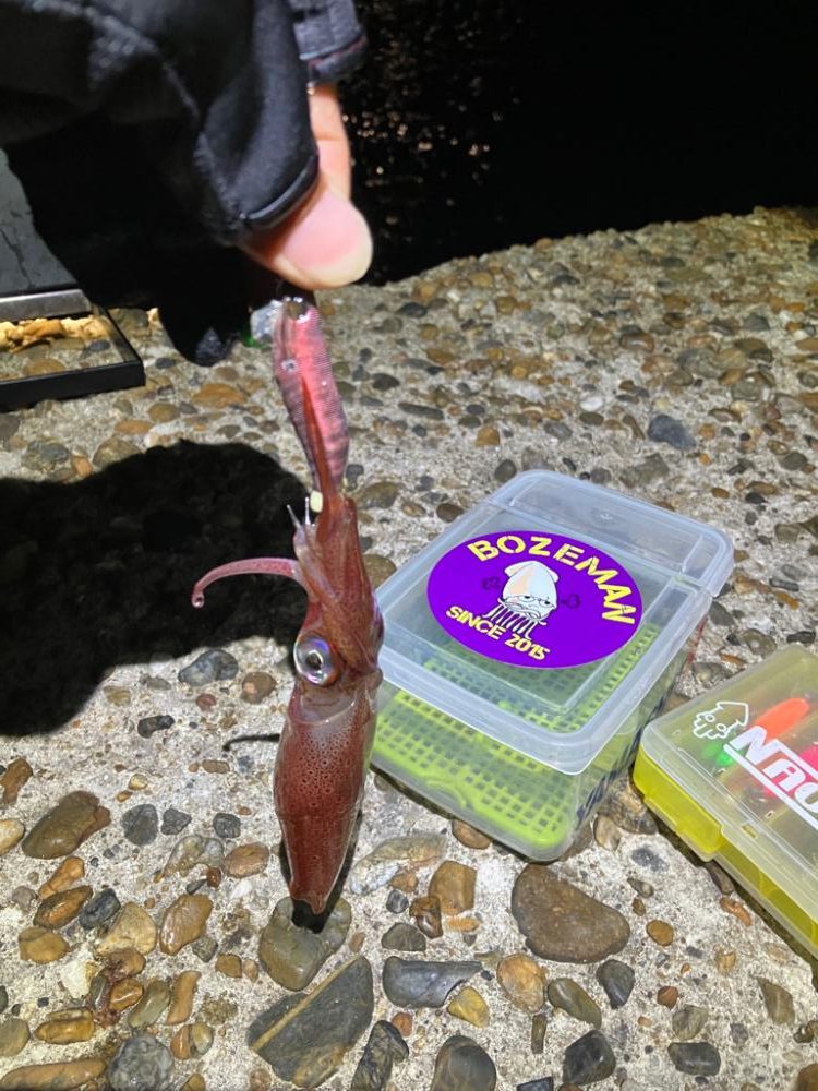 ケンサキ釣り11日目(^^)