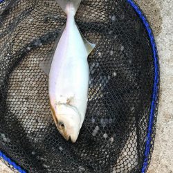 イベントからの