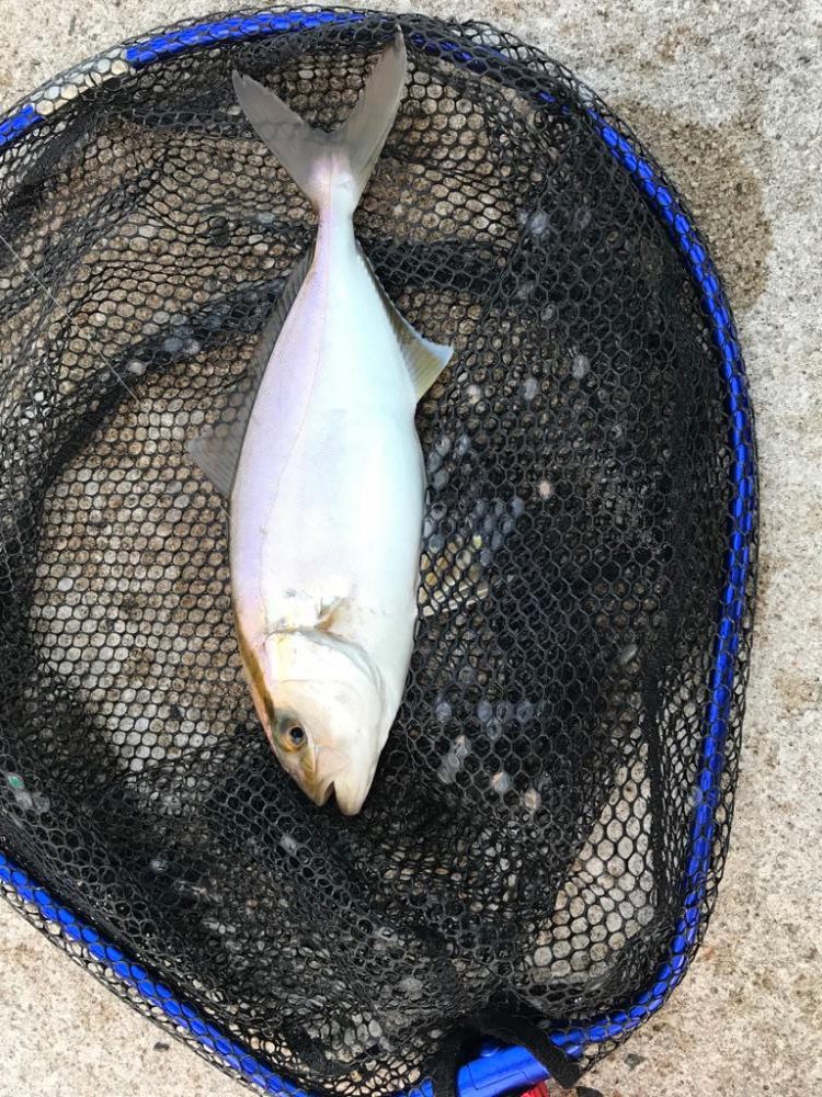 イベントからの