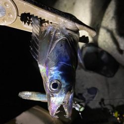 タチウオいい感じですー