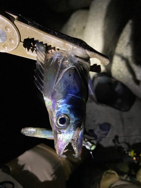 タチウオいい感じですー