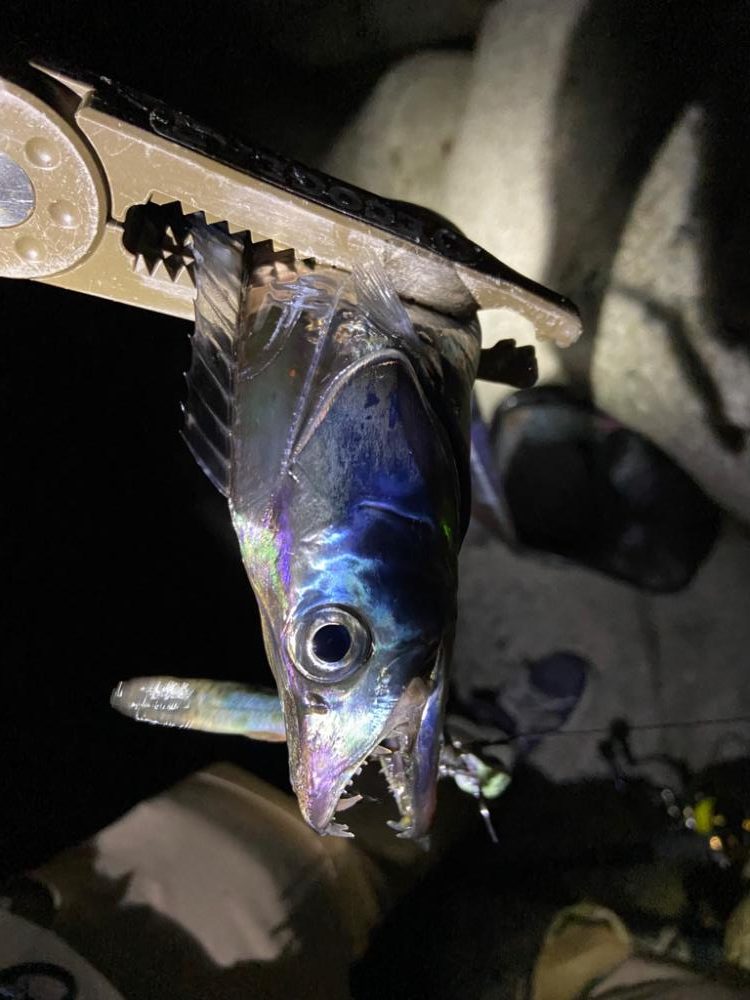 タチウオいい感じですー