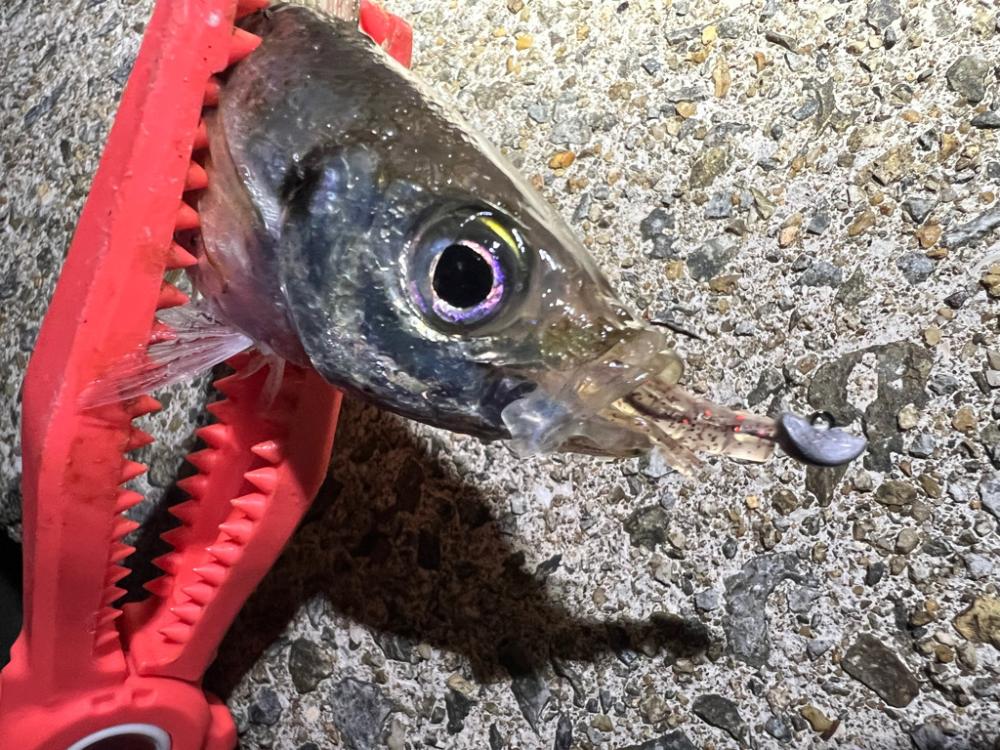 鯵を探して三千里 Vol.78