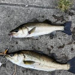 朝マヅメ　イワシの群れあり